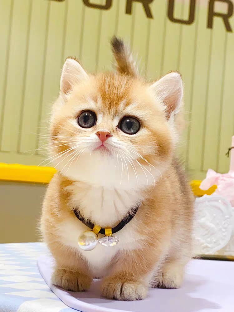 猫舍直销,批发价出售,英短金渐层